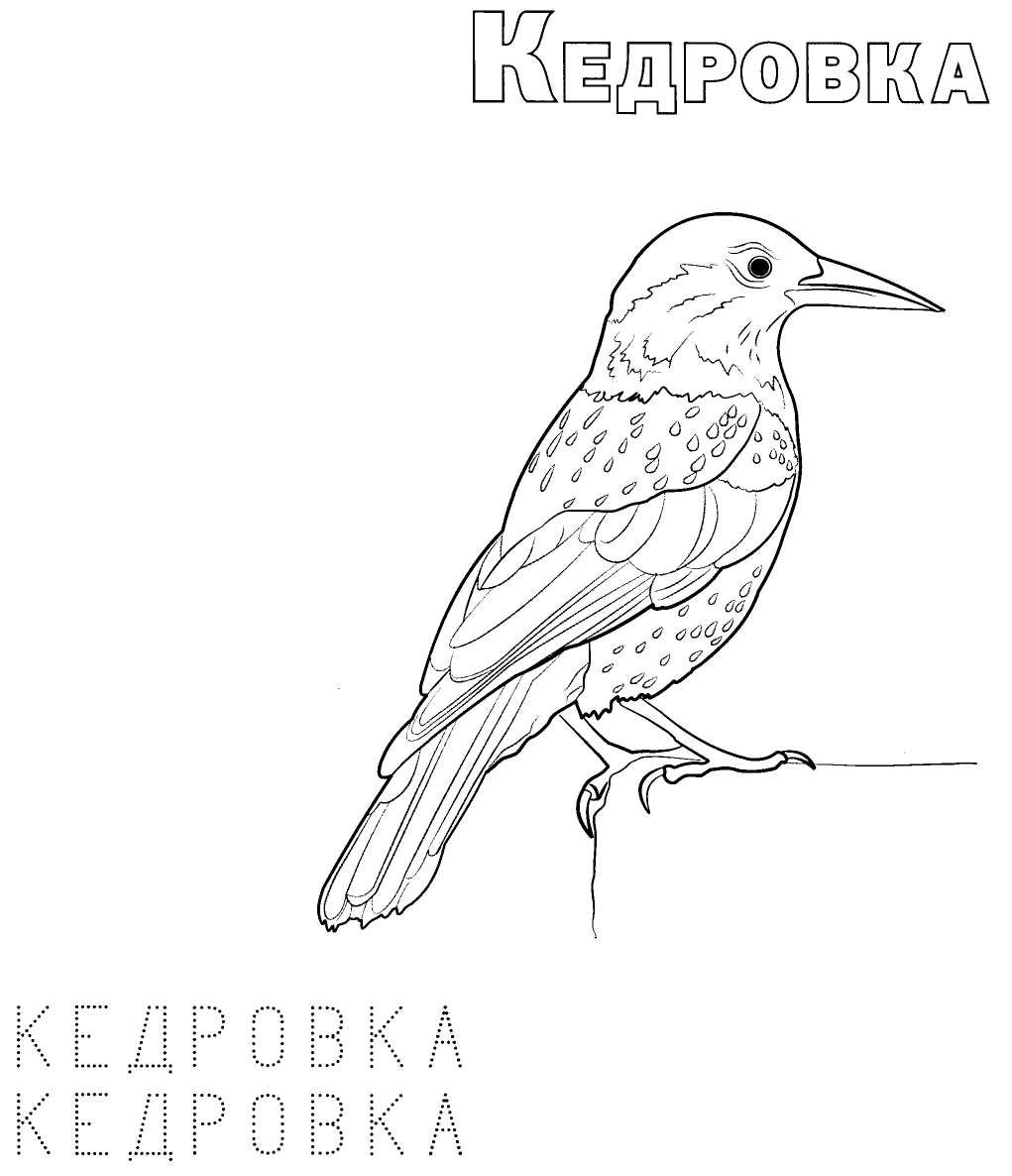 Раскраска "перелетные птицы"