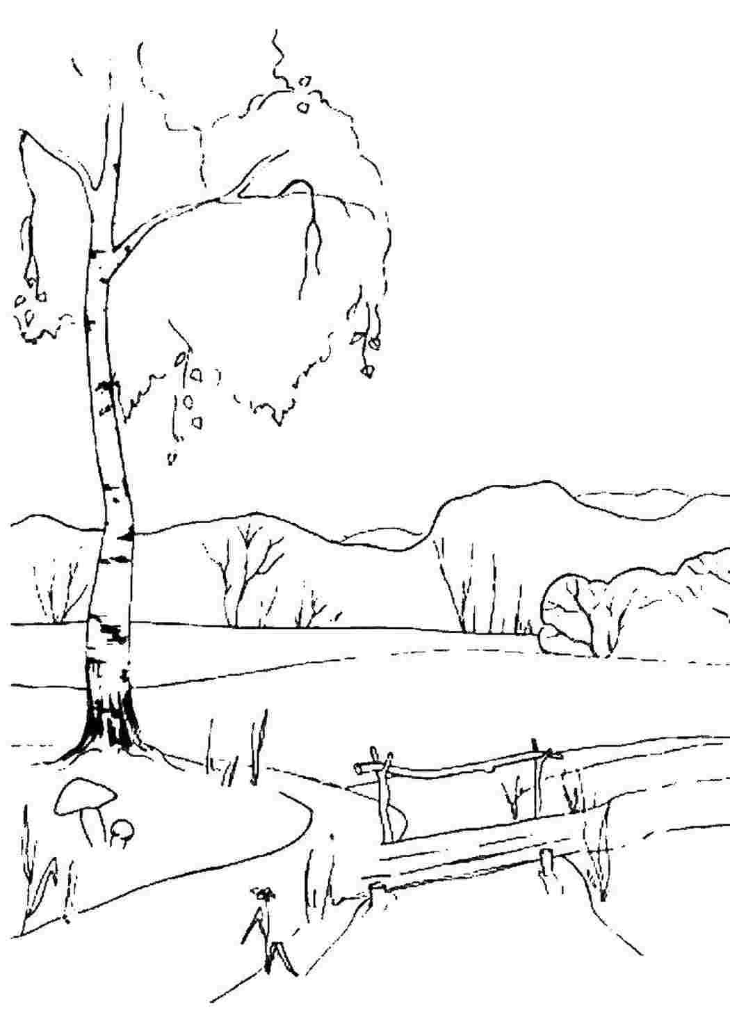 Береза раскраска