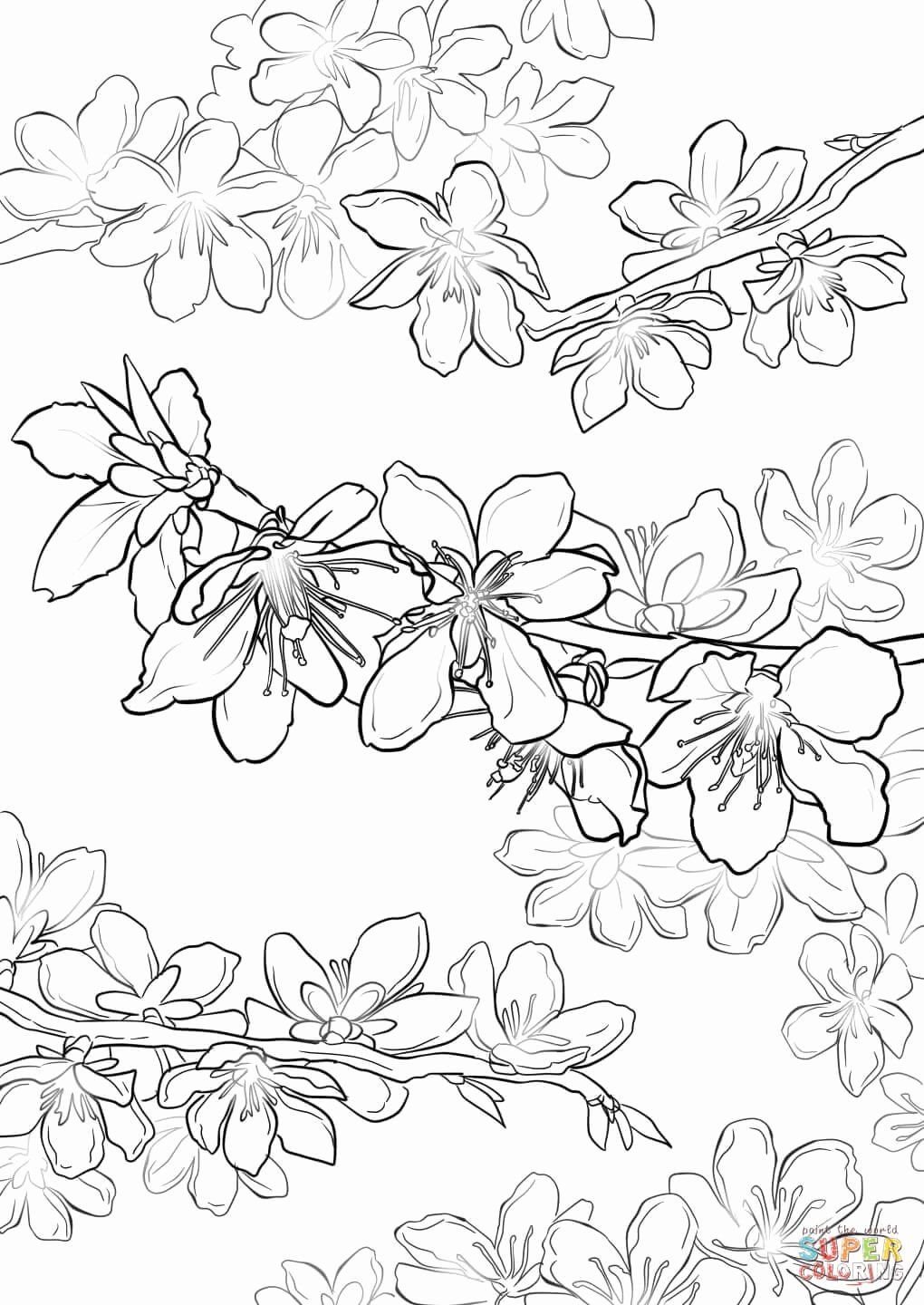 Цветы для раскрашивания Сакура