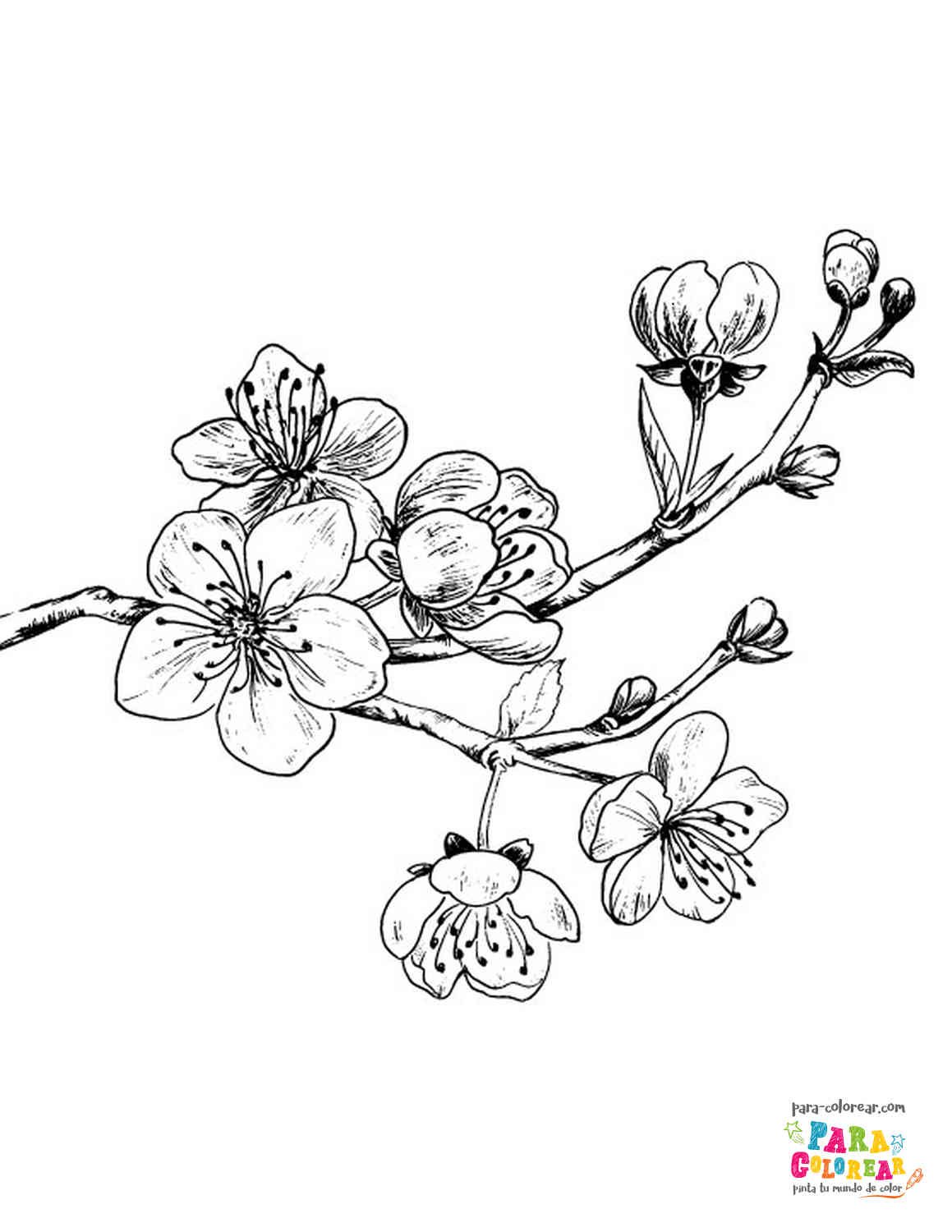 Сакура эскиз