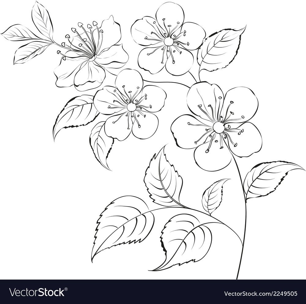Ветка с цветами раскраска