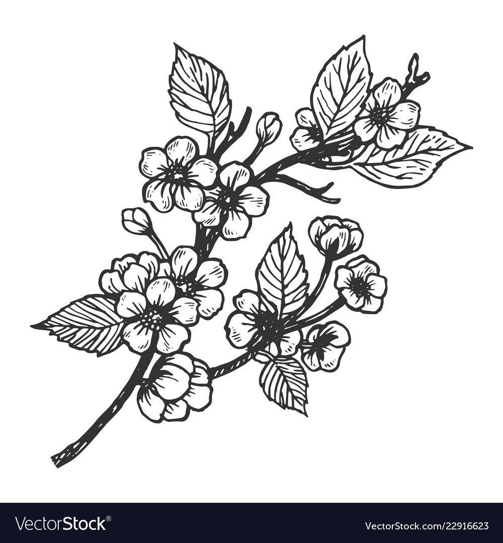 Сарайная вишня гравюра