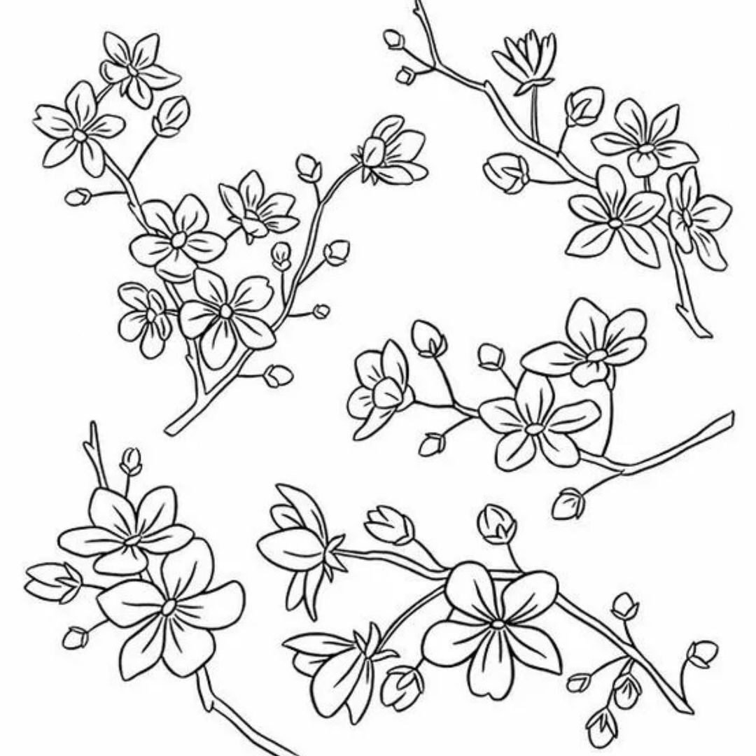 Контур ветки Сакуры с цветами