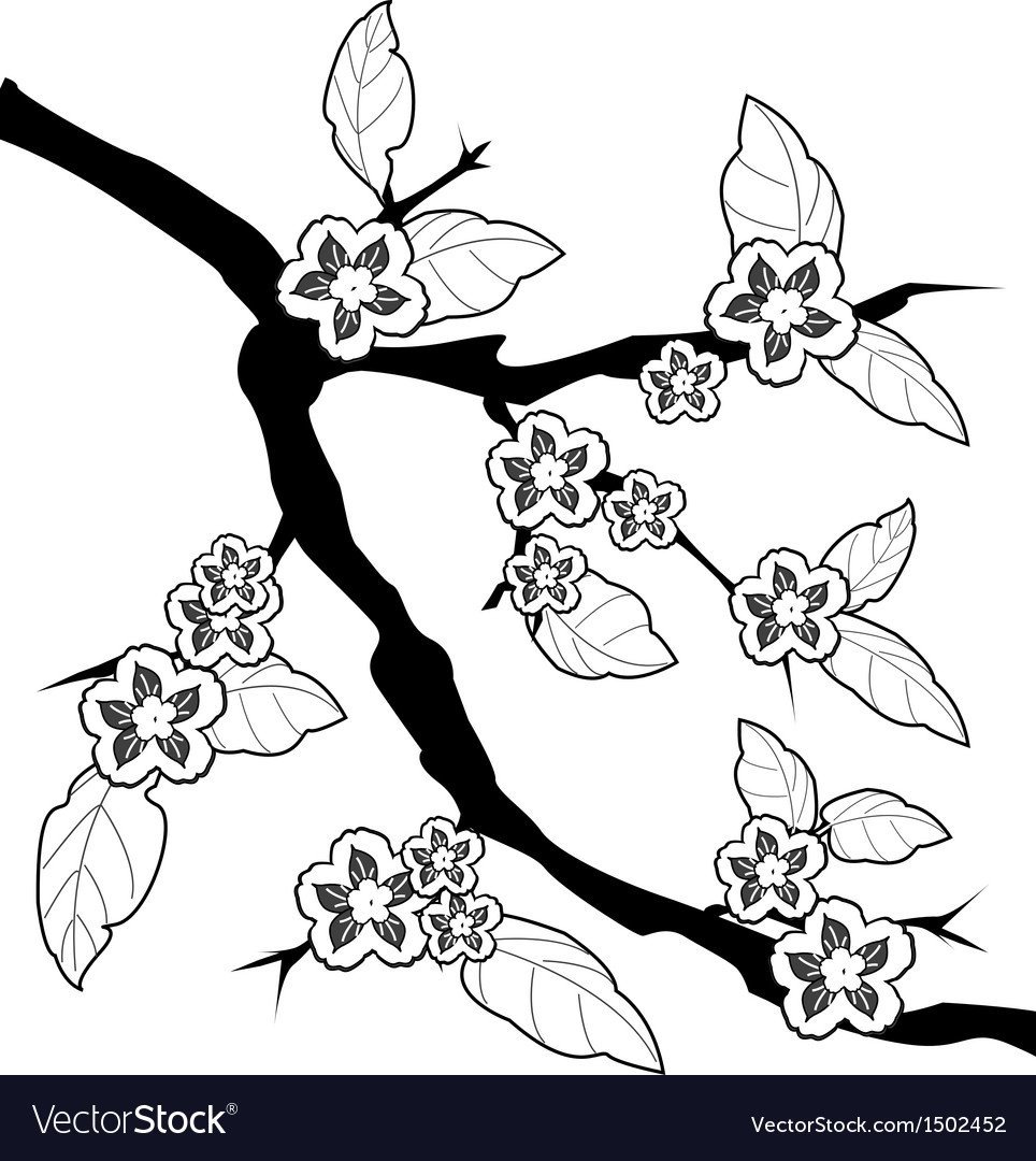 Черёмуха раскраска дерева