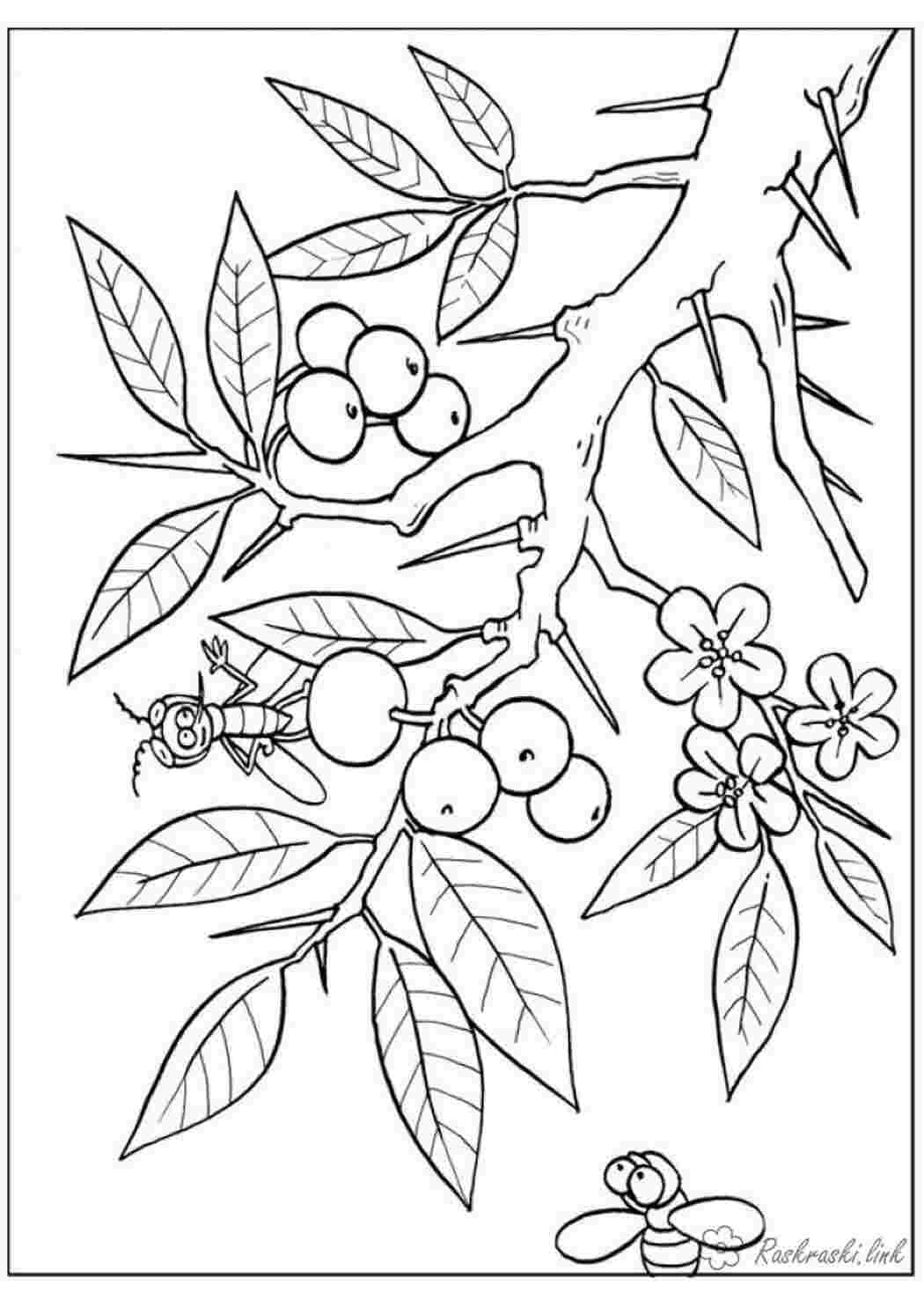 Цветы Сакура рисунок Графика