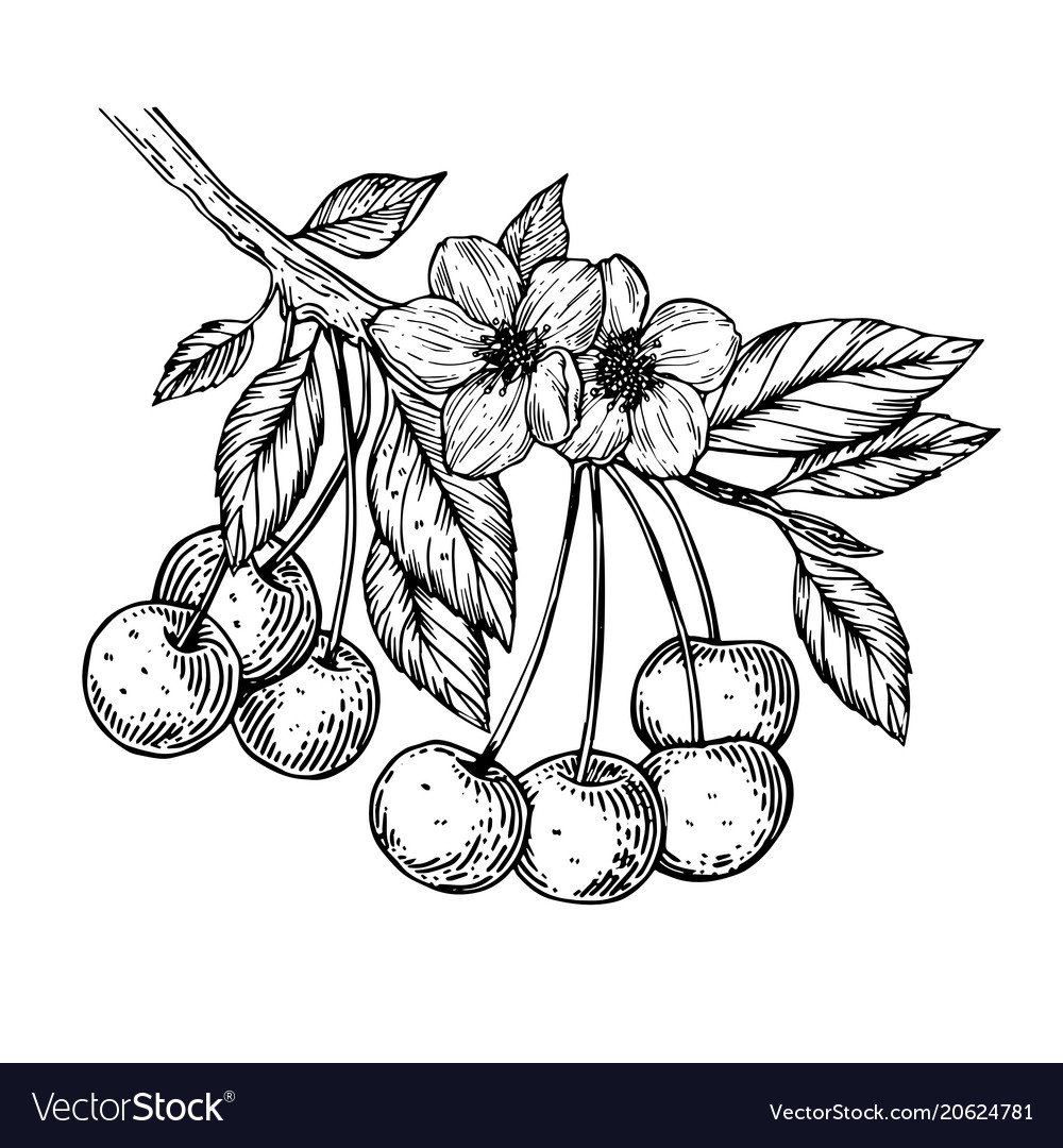 Раскраски Антресс цветы