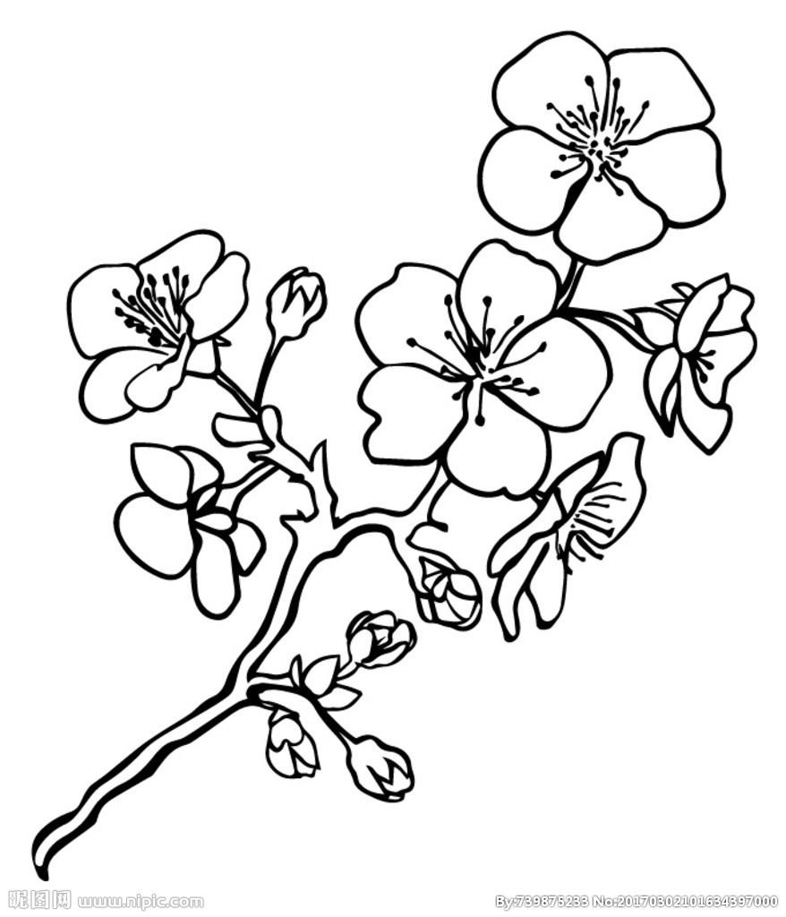 Ветка Сакуры с цветами раскраска