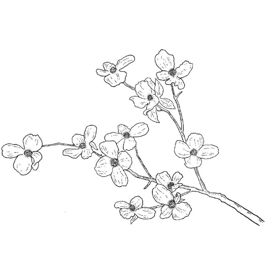 Веточка Сакуры