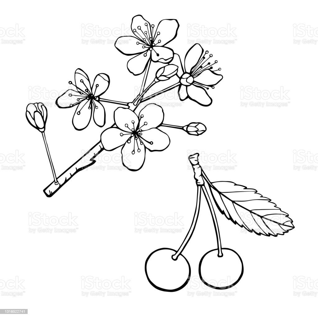 Ветка вишни рисунок