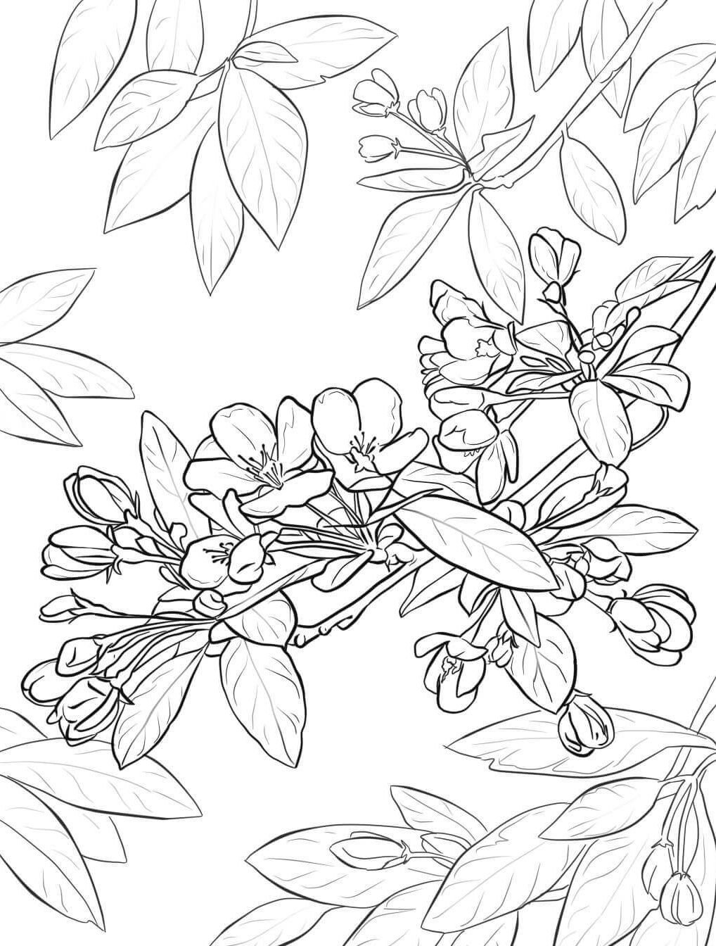 Цветы вишни эскиз