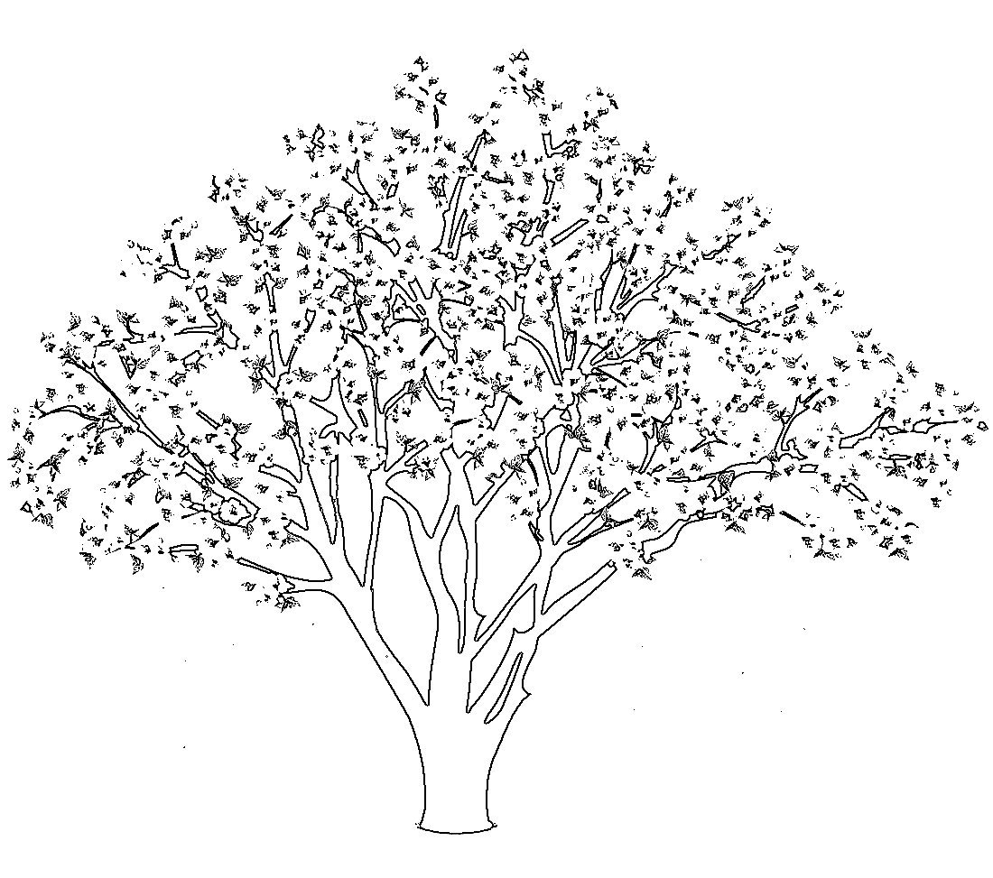 Ветка Сакуры рисунок