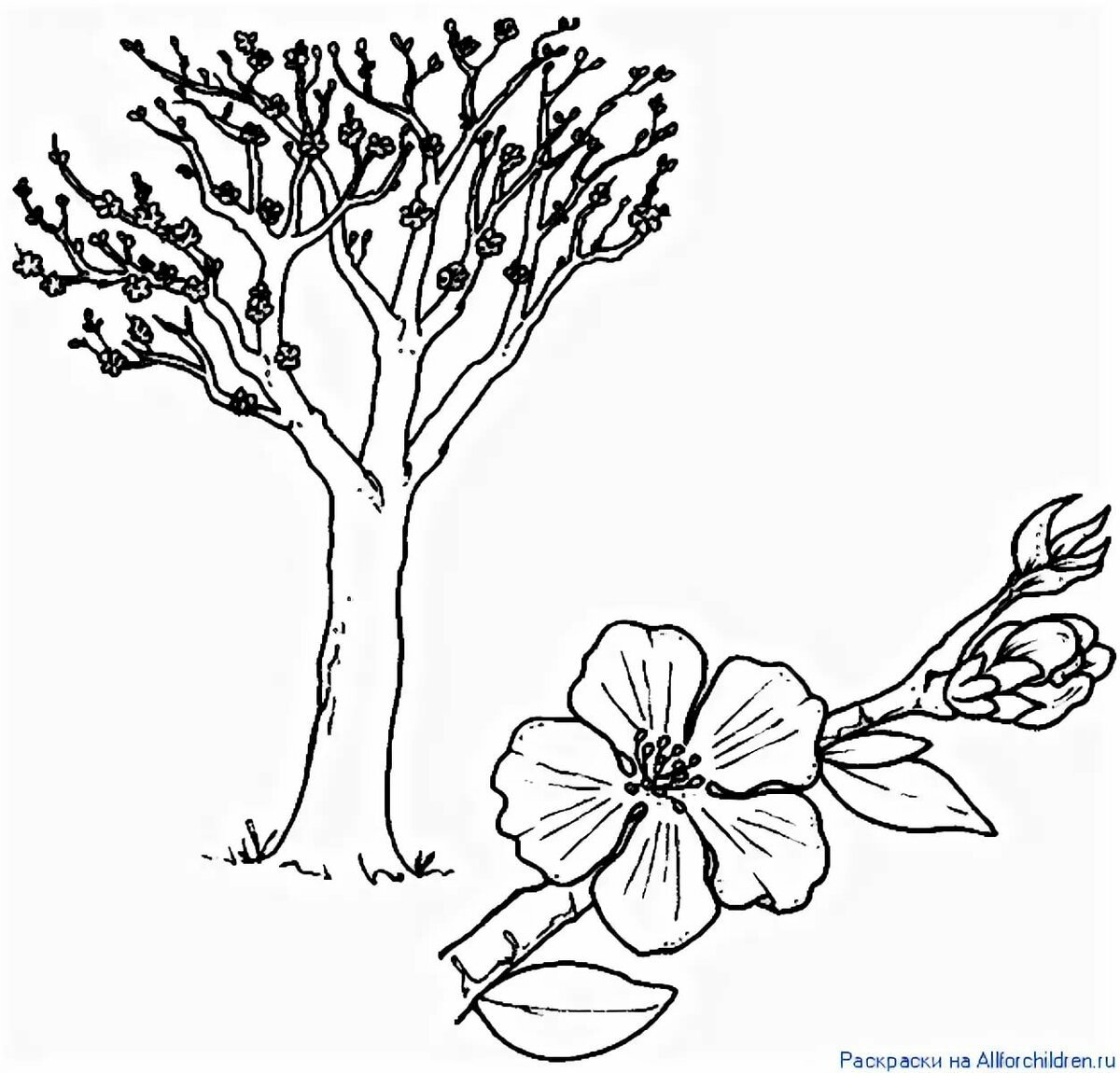 Цветы вишни Графика