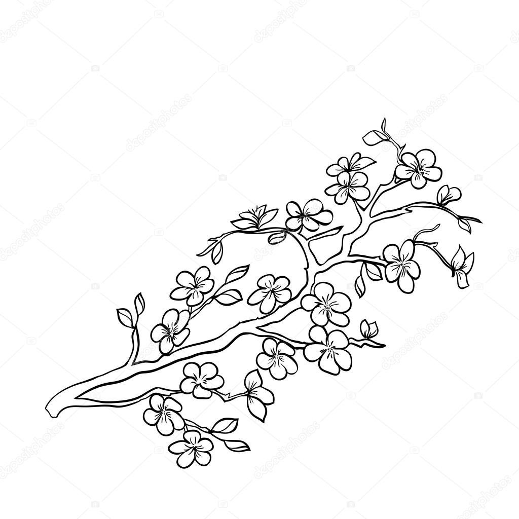 Ветка Сакуры для выжигания