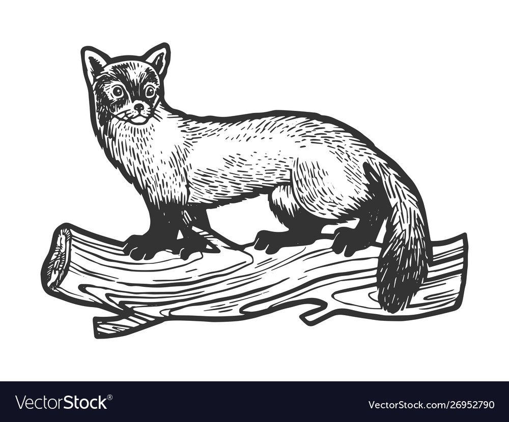 Куница черно белая