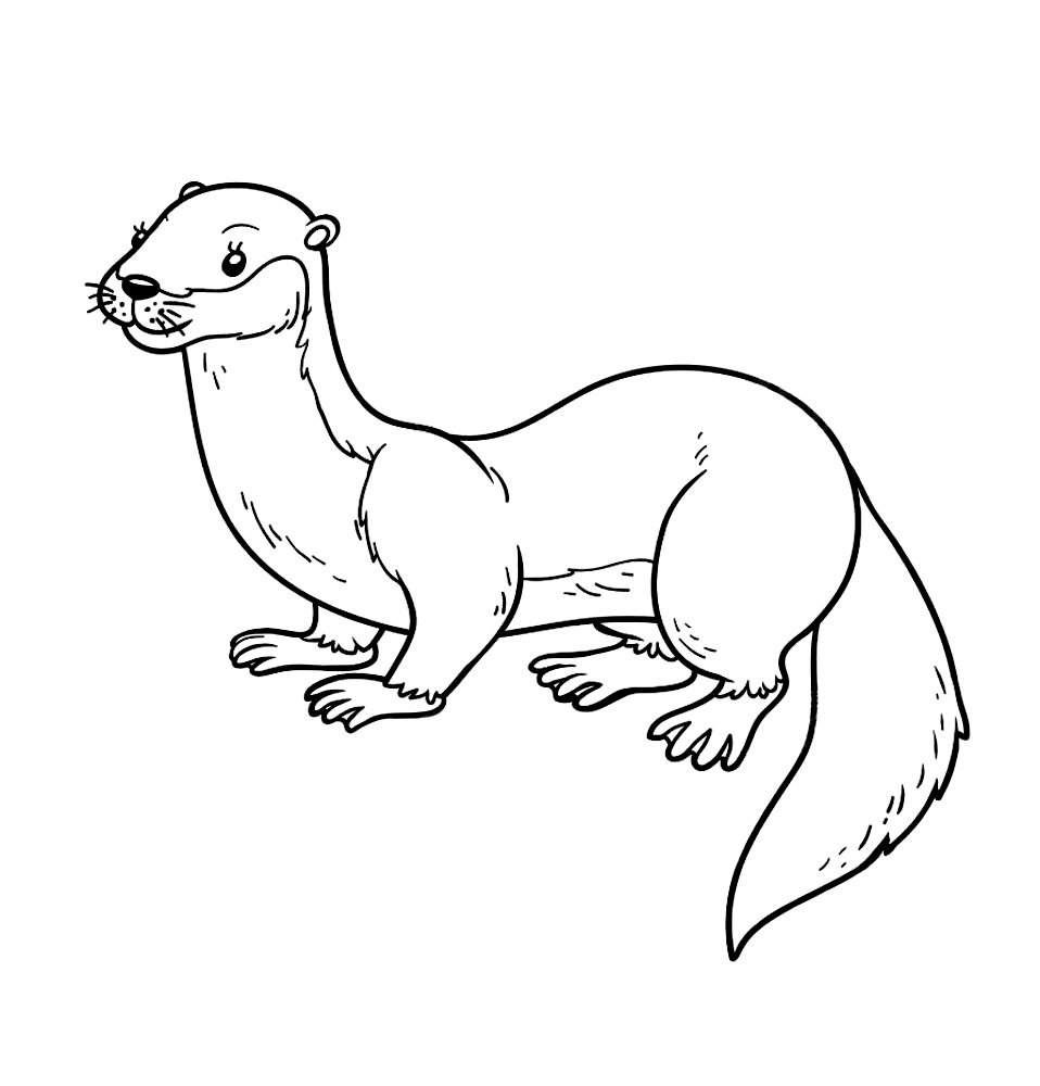 Горностай рисунок