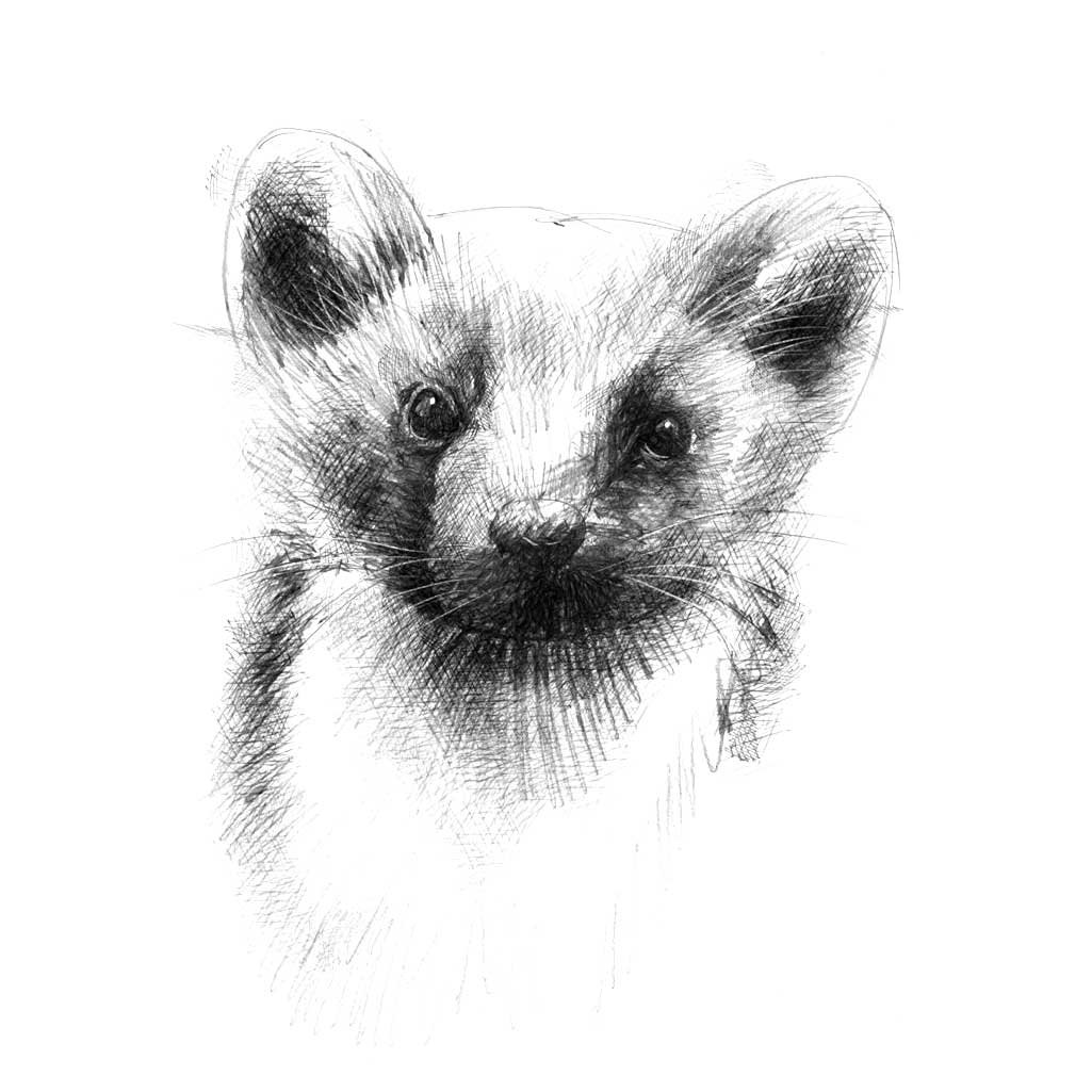 Соболь рисунок