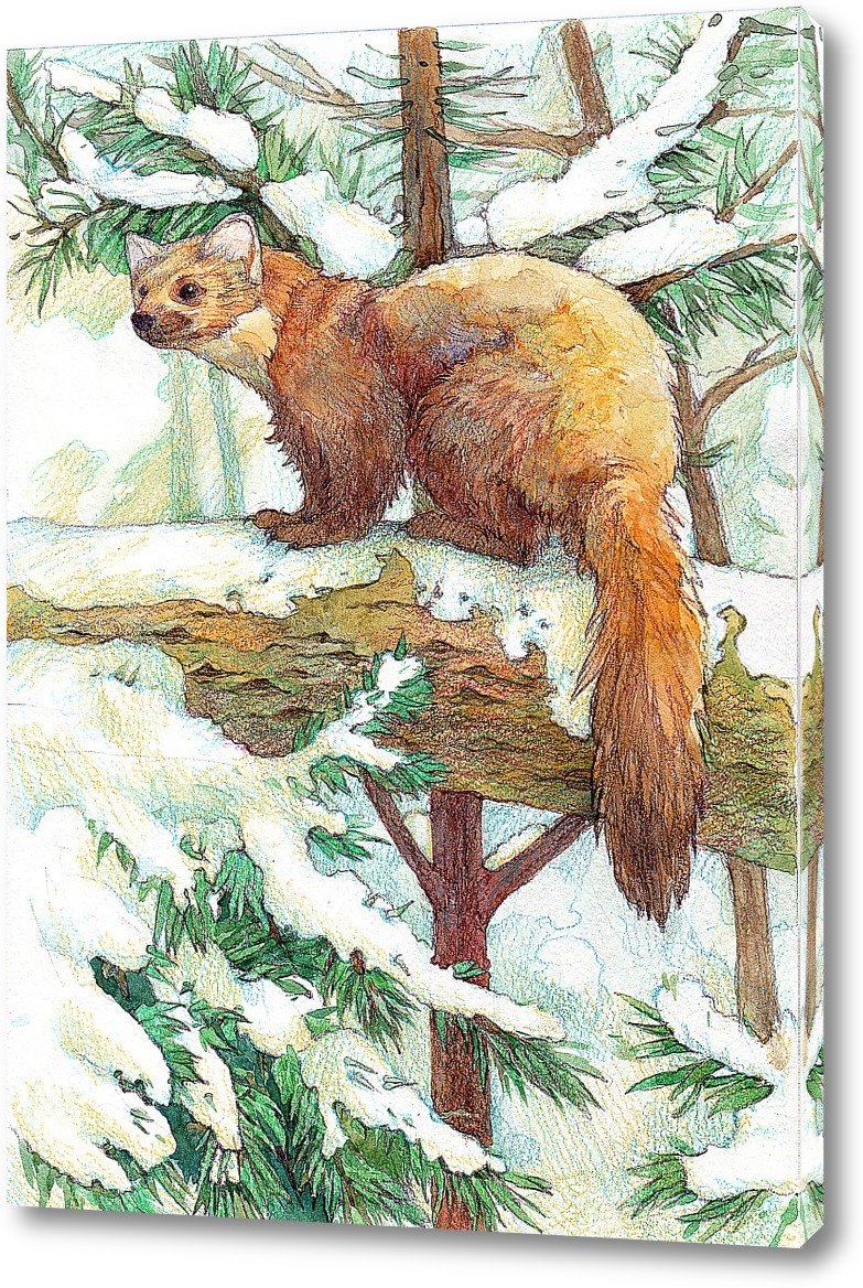 Белогрудка астафьев раскраска