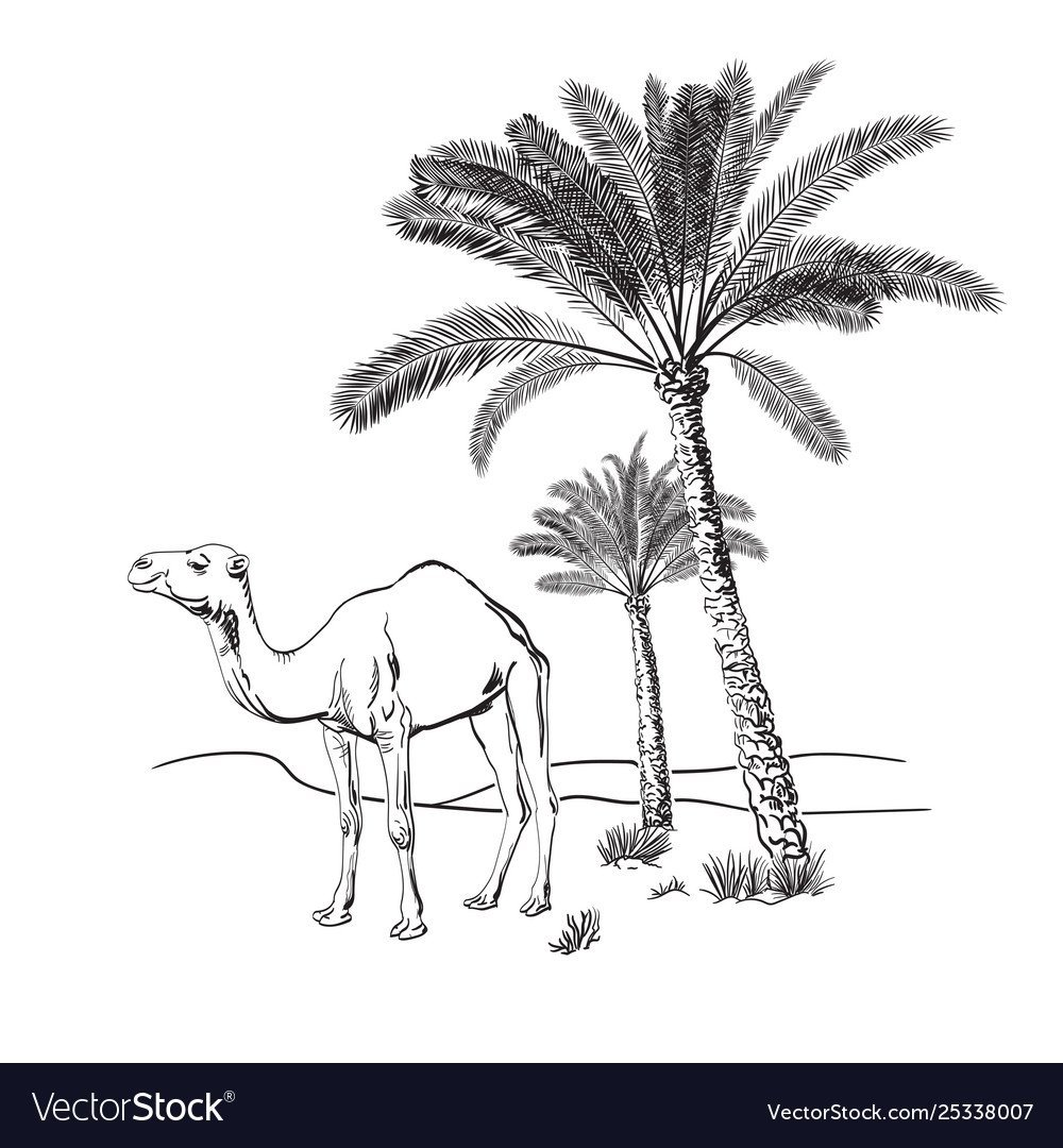 Раскраска пустыня с верблюдом