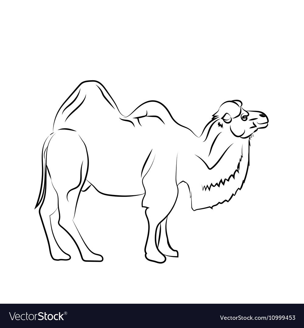 Рисунки верблюда для срисовки