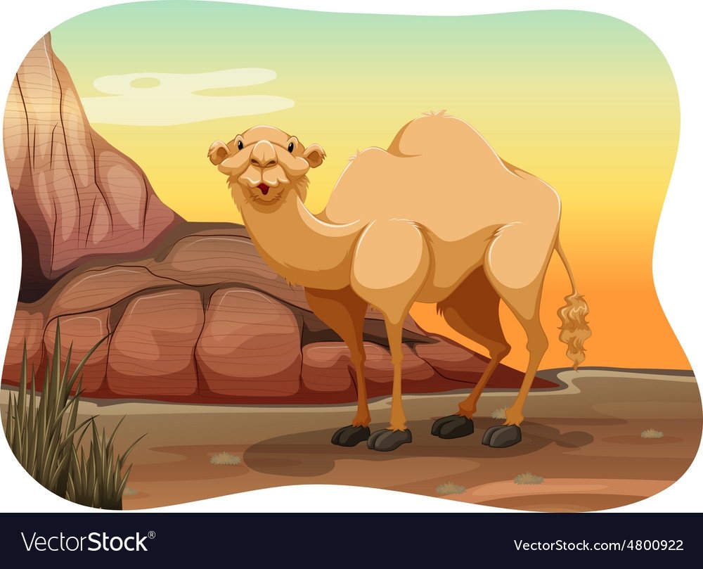 Верблюд раскраска