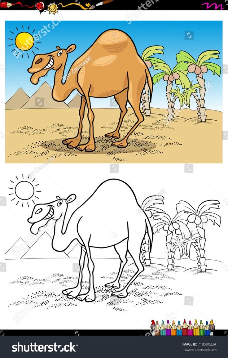 Раскраска верблюд в пустыне