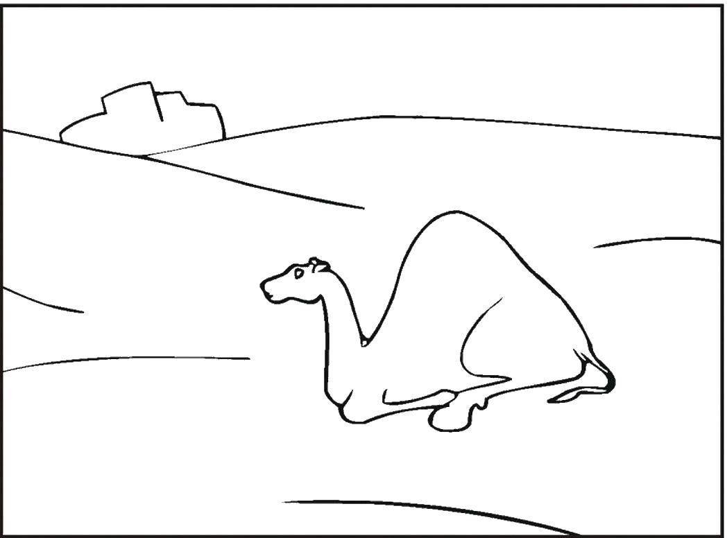 Верблюд рисунок