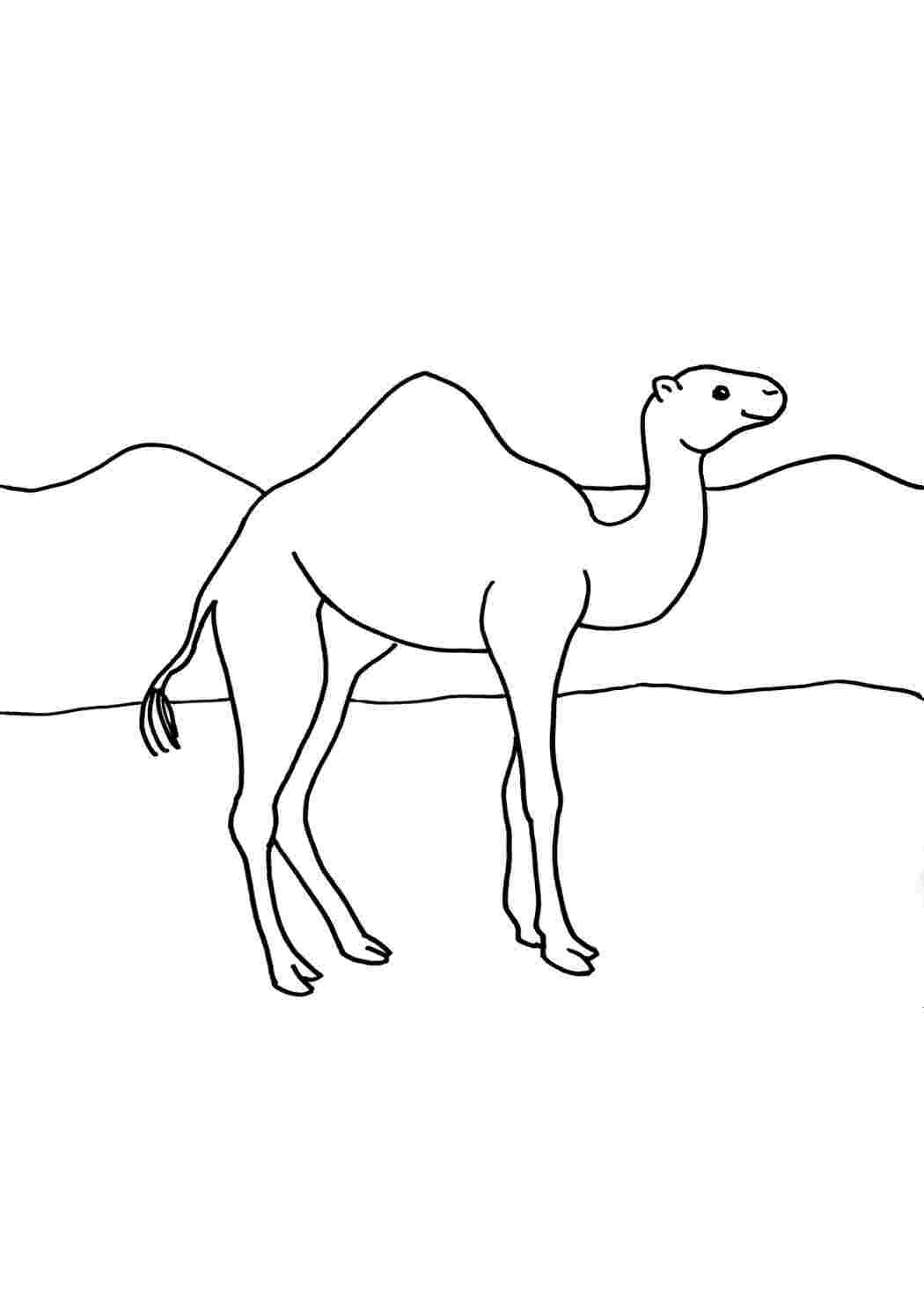 Верблюд раскраска