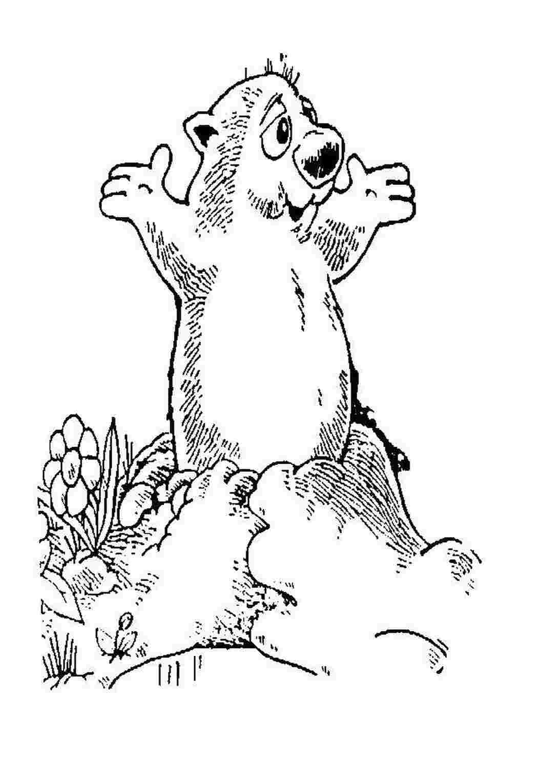 Крот раскраска