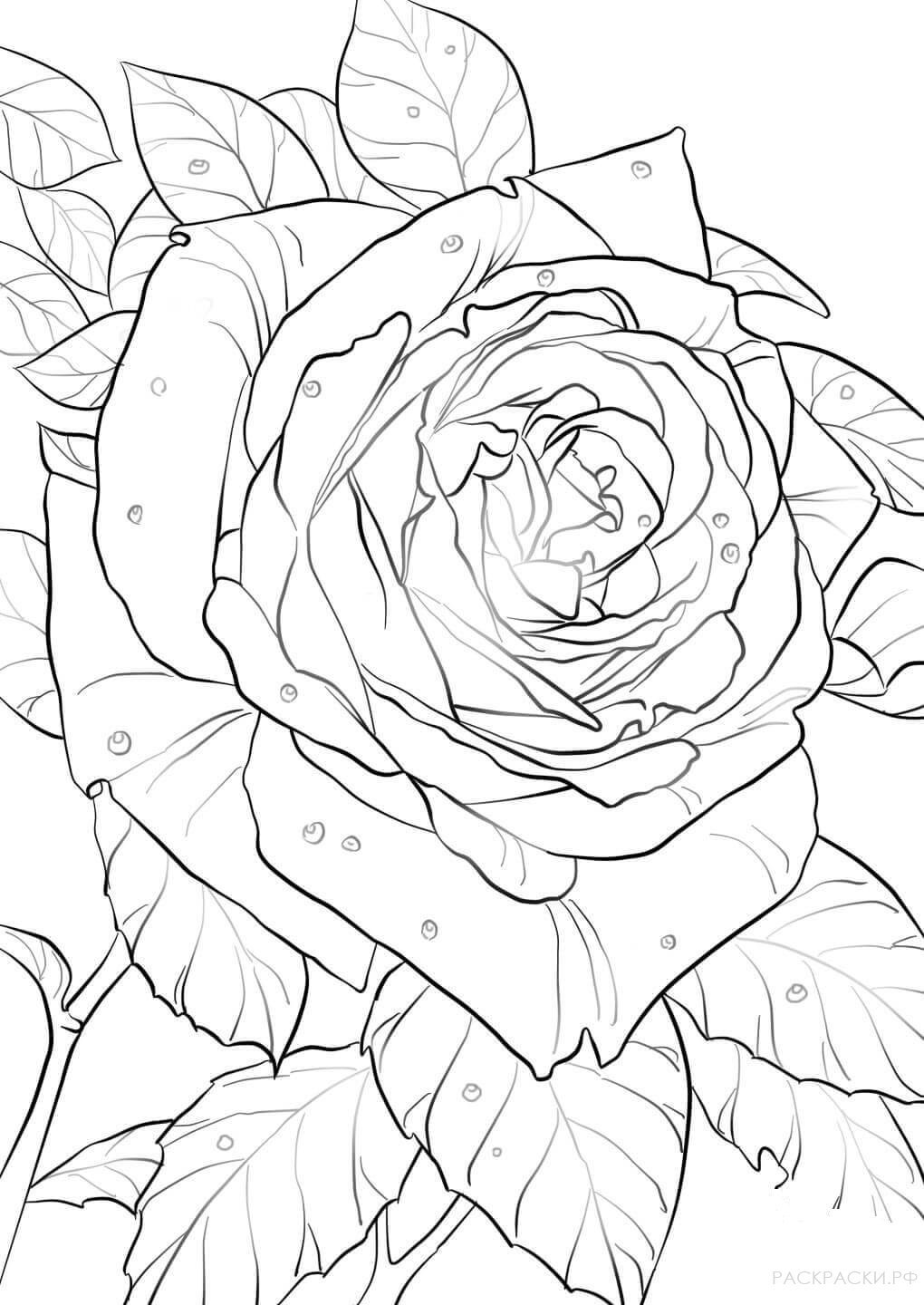 Раскраски розы красивые