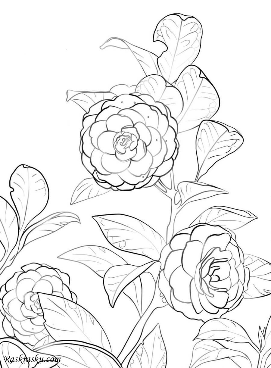 Раскраска цветка Камелия