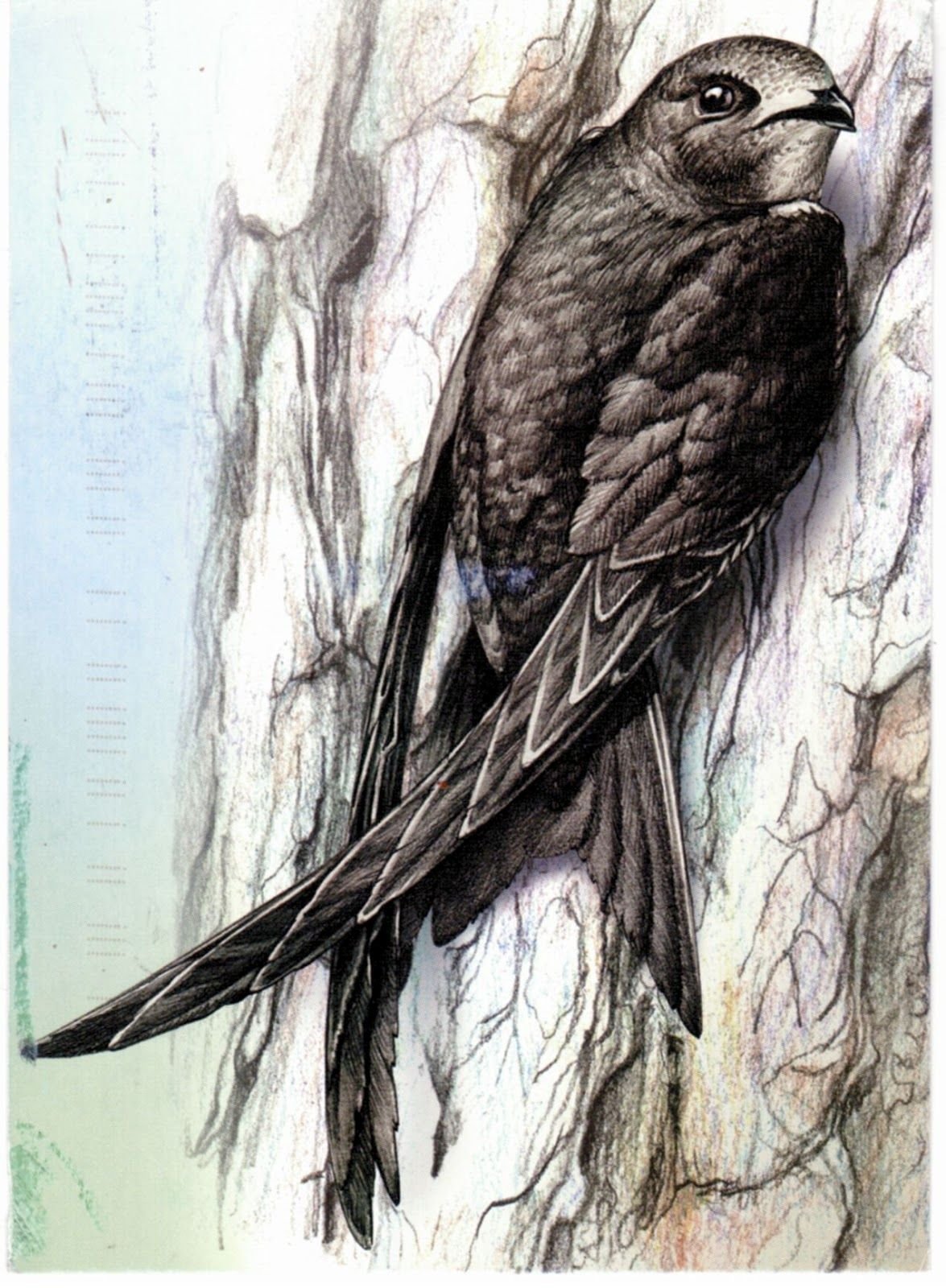 Чтение 4 класс план Стрижонок скрип