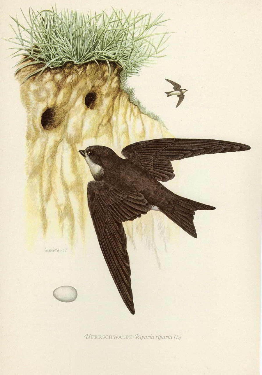 Раскраска орла в гнезде для детей