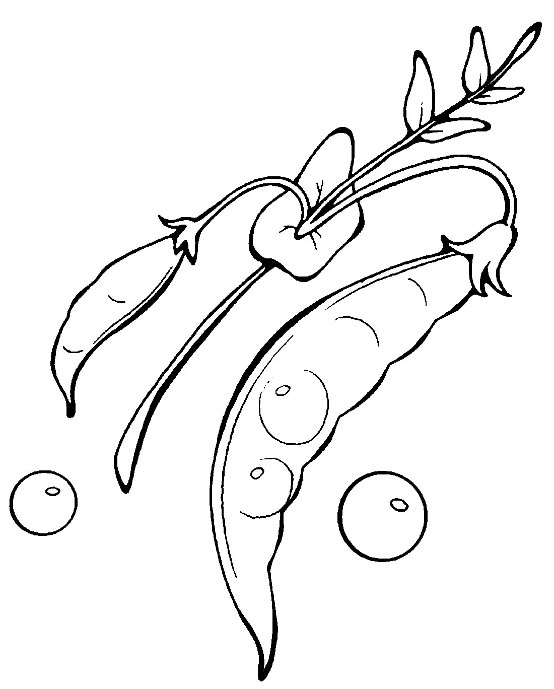 Горох рисунок для детей