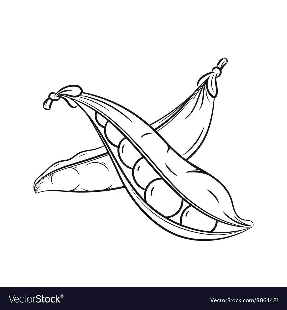 Стручок гороха эскиз