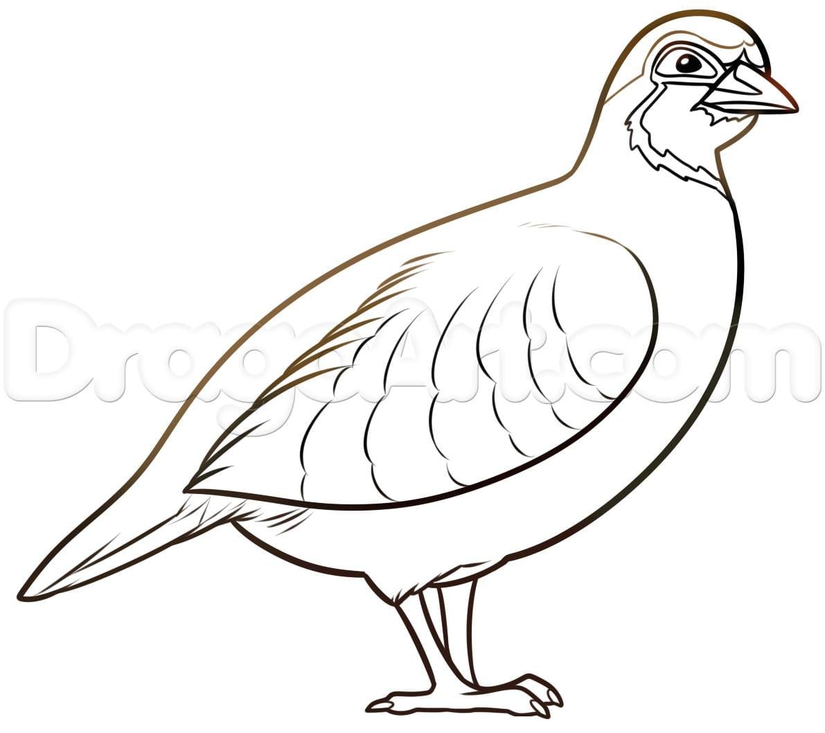 Нарисовать перепела