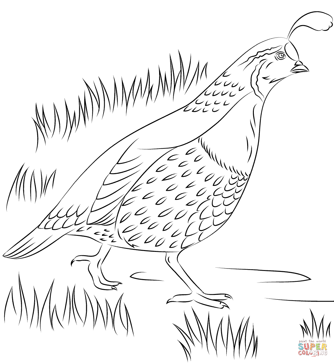 Бианки оранжевое горлышко раскраска