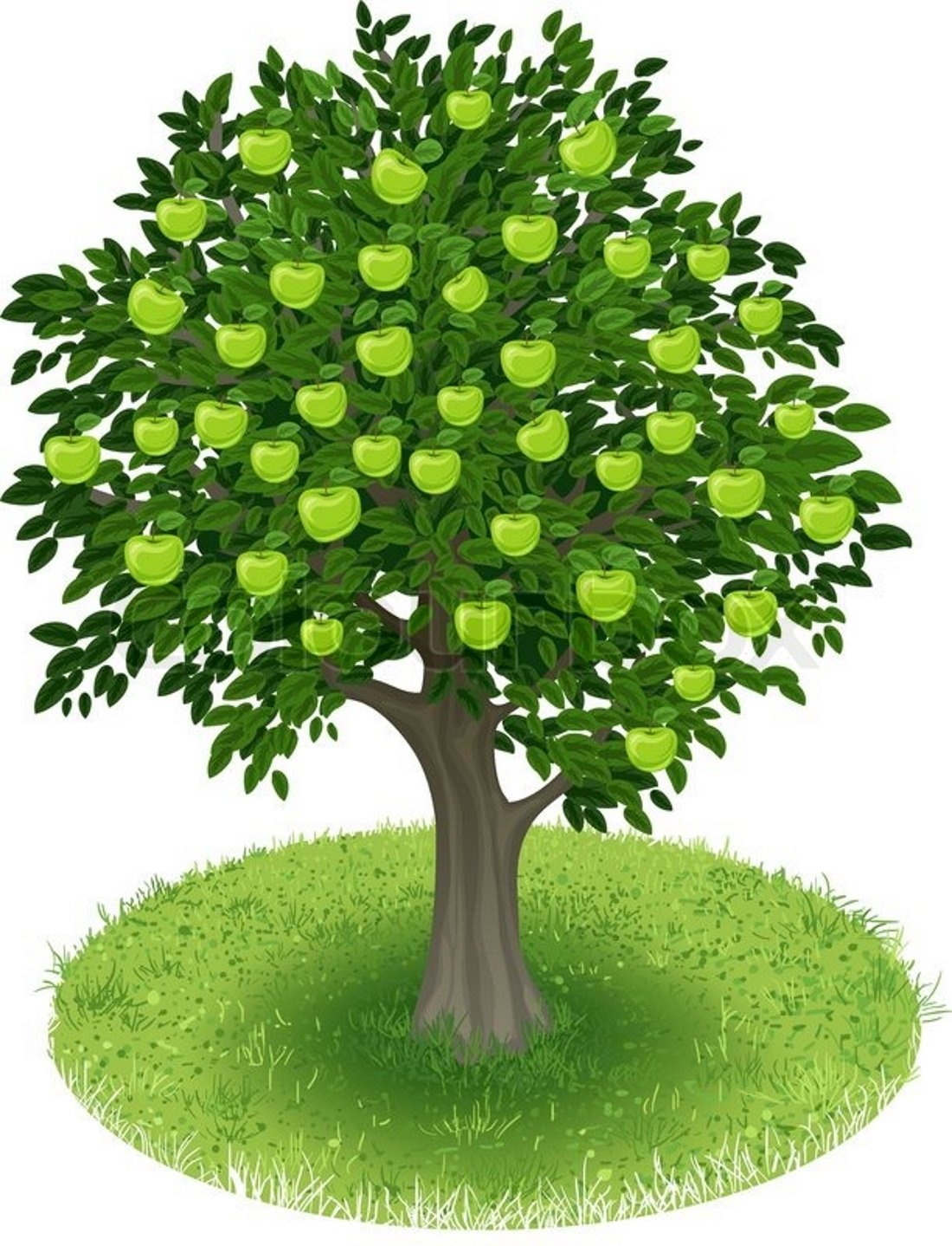 Зеленые яблоки на дереве