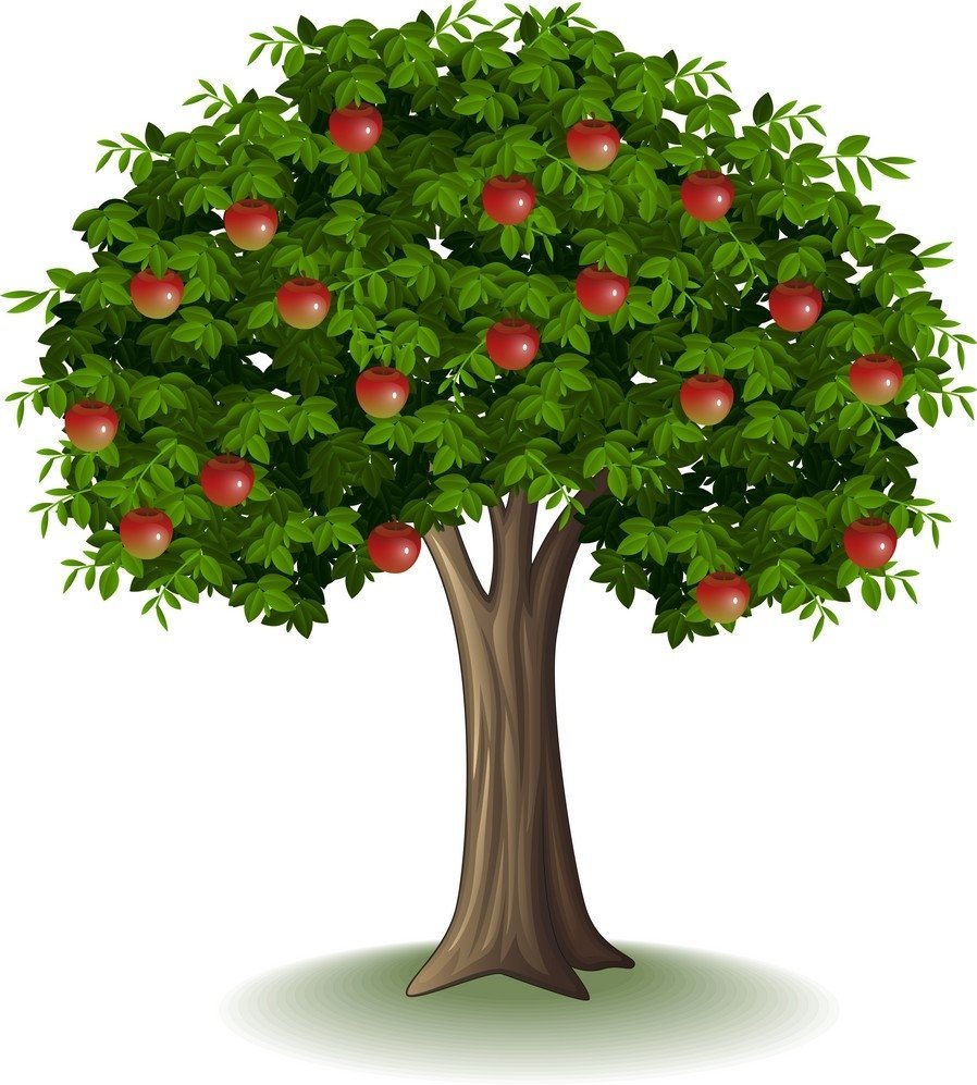 Дерево вишня для детей