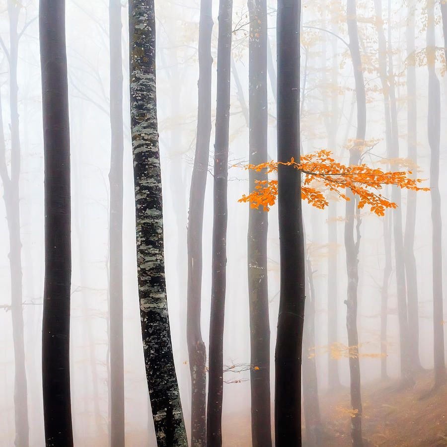 Уолтер Крейн лебединые Девы