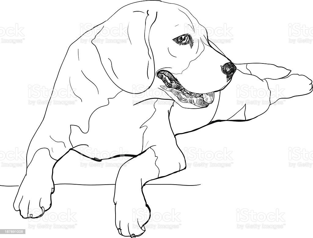Раскраска бигля