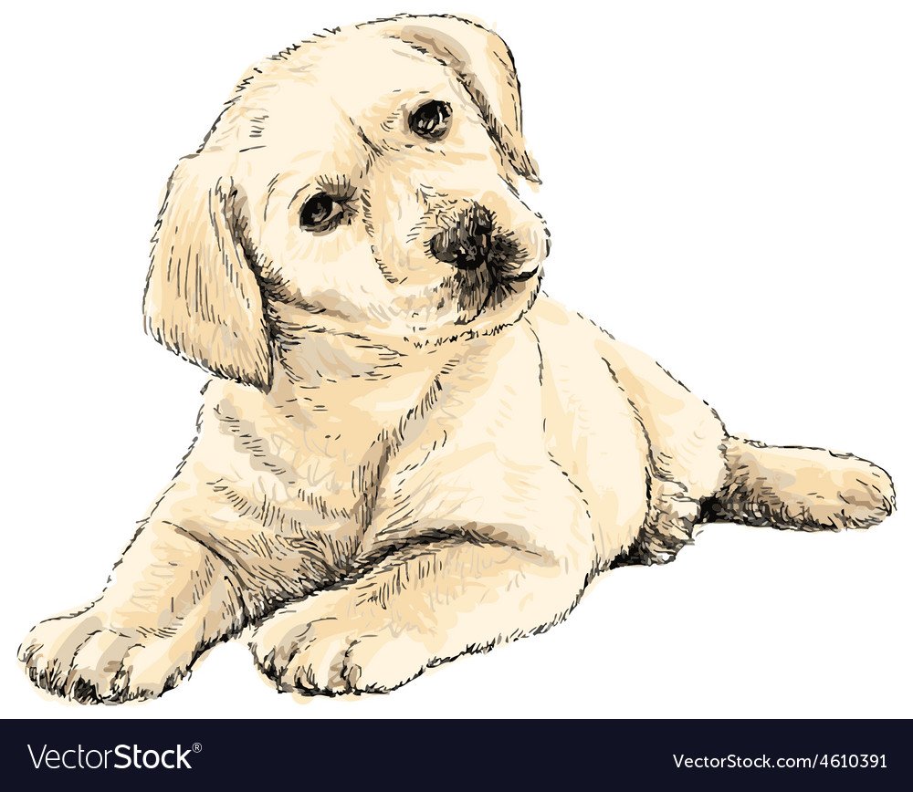 Лабрадор рисовать