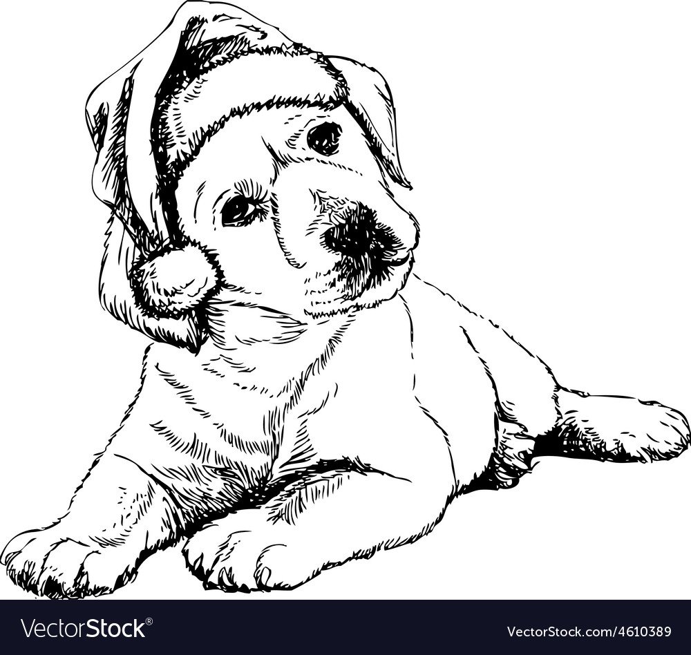 Раскраска лабрадор