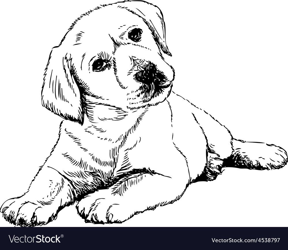 Раскраска собака лабрадор