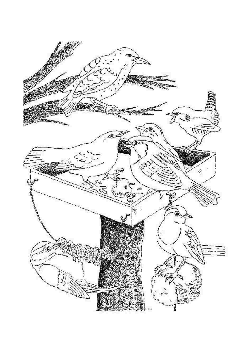 Птичка в кормушке раскраска
