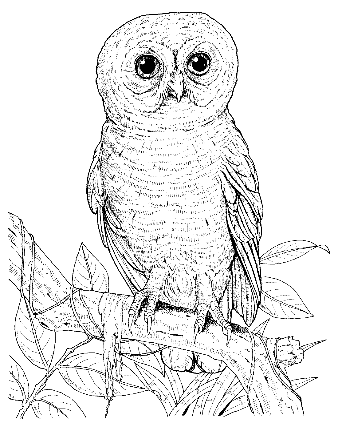 Сова раскраска