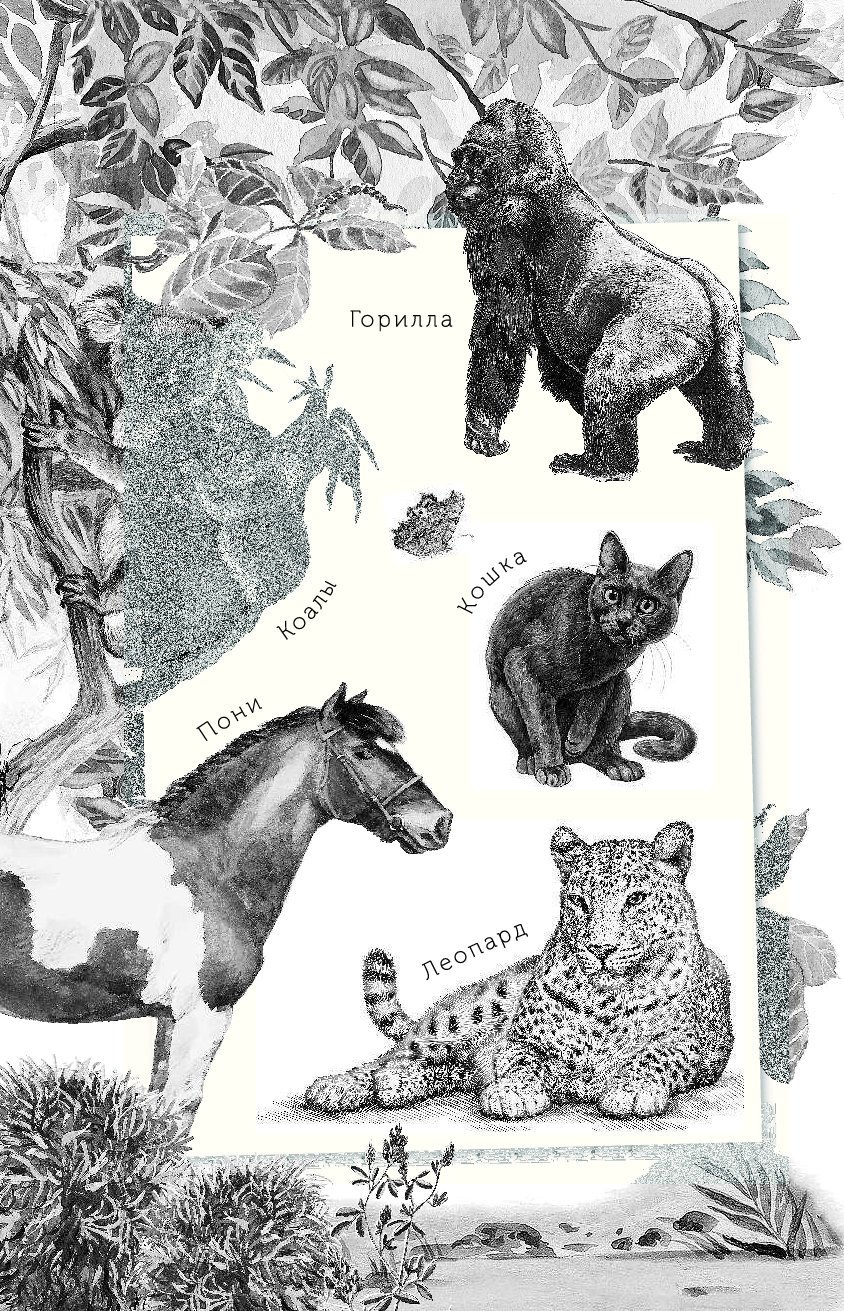 Беспризорная кошка картинки