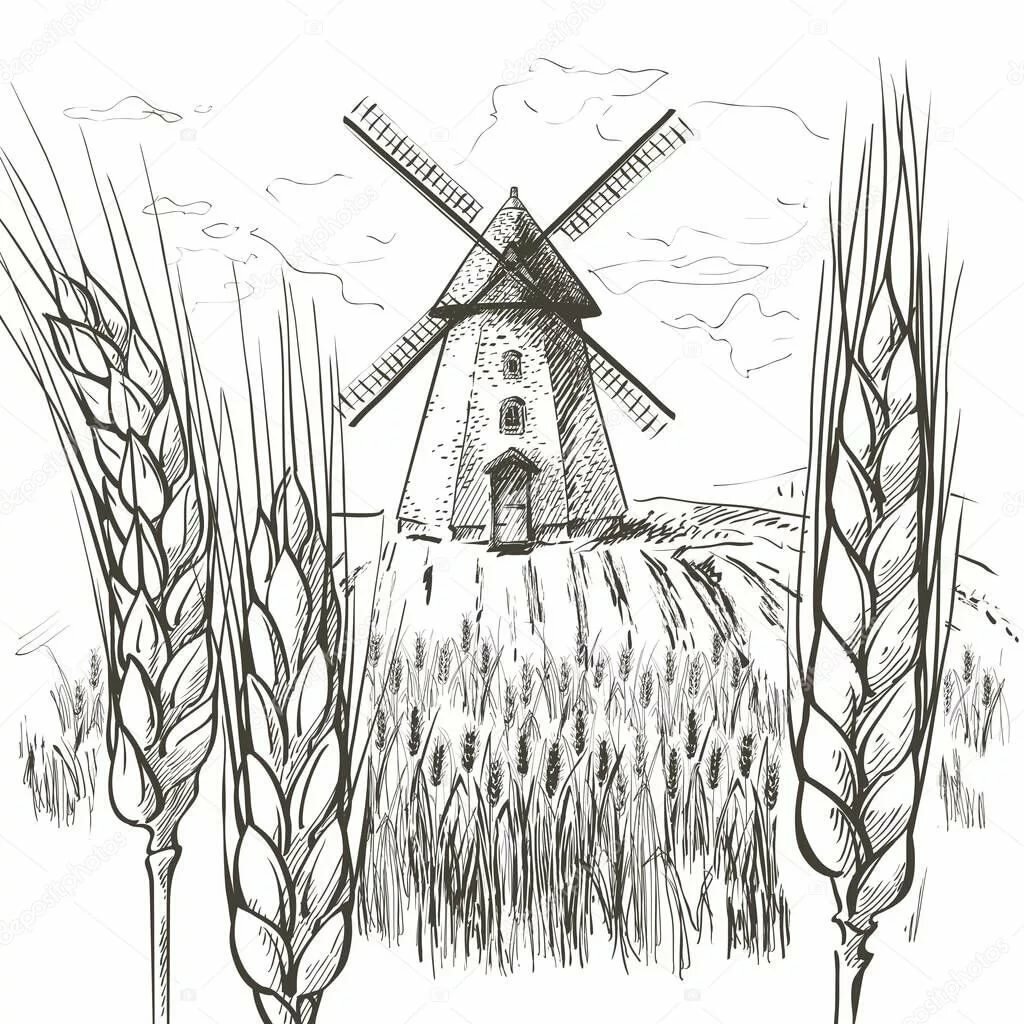 Пшеница раскраска