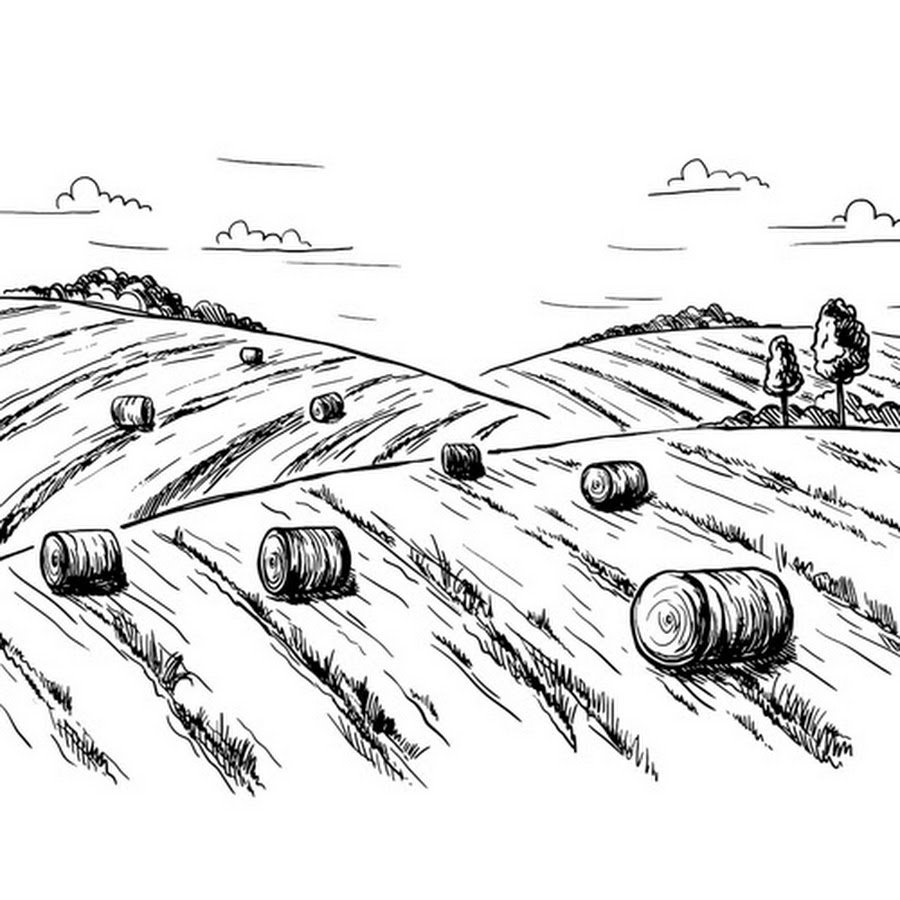 Поле Графика