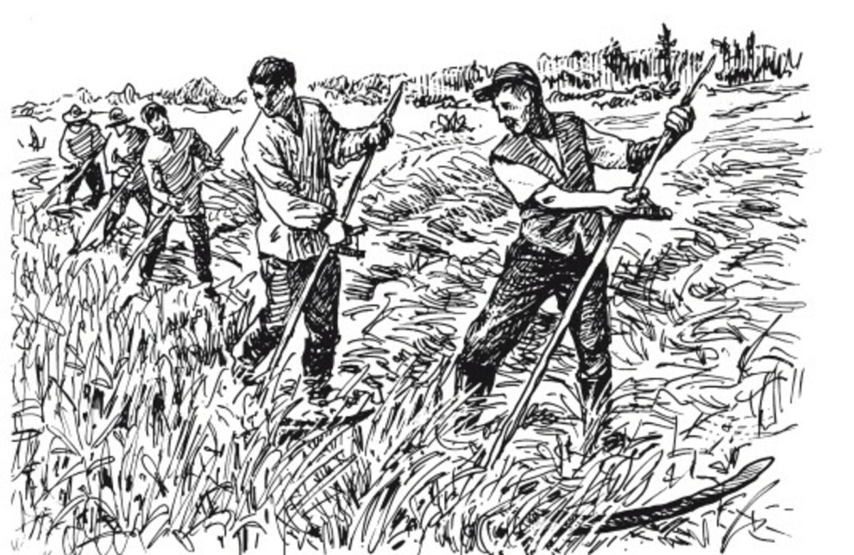 Сенокос Графика