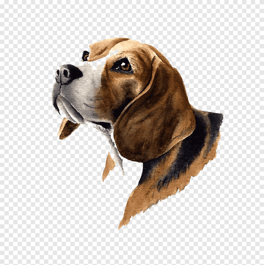 Бигль Панна